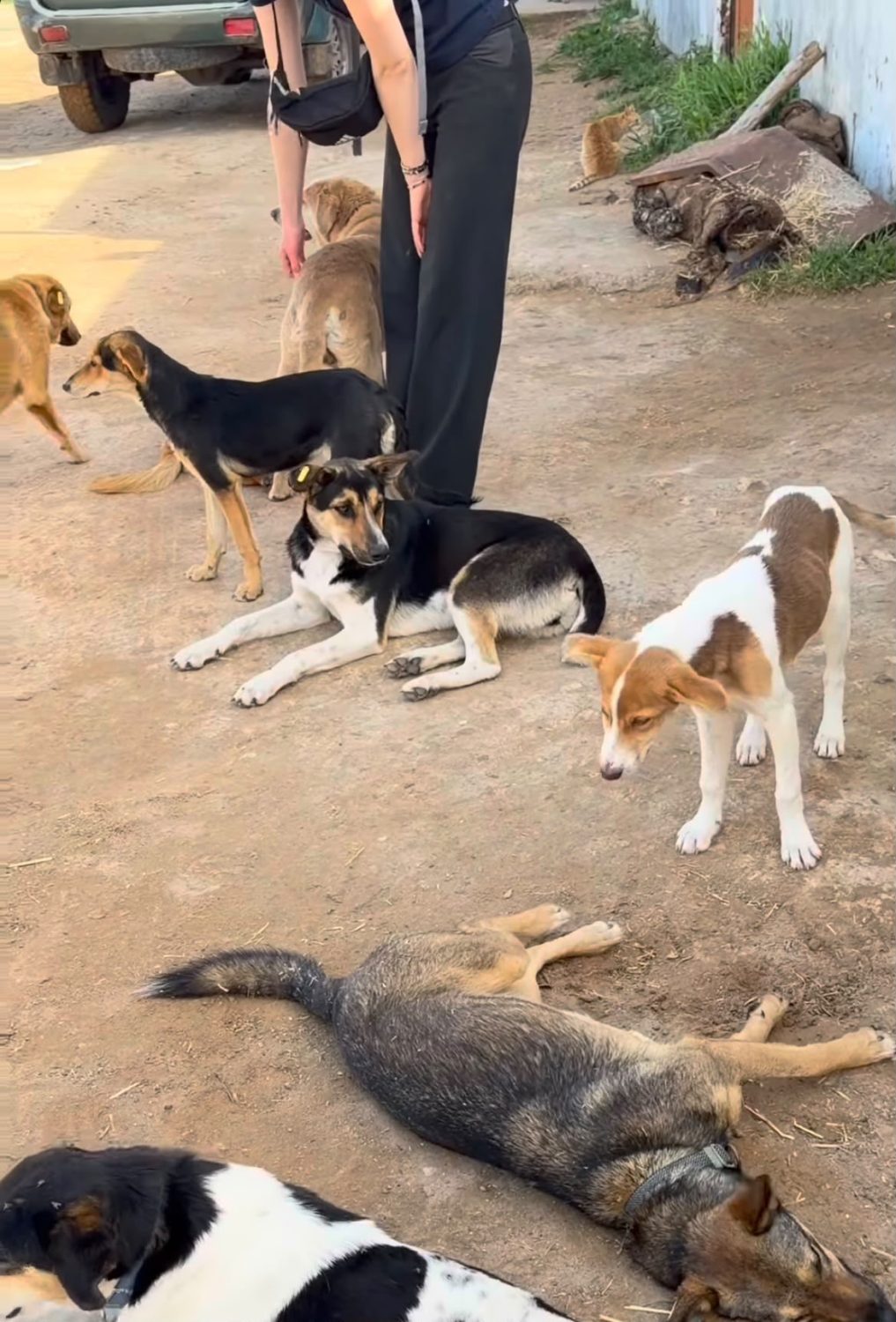 Sauvetage animalier à Essaouira : qui agit vraiment ?