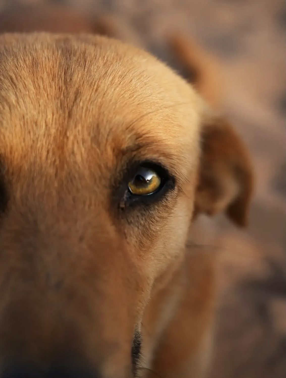 Adopter un chien des rues : mythes et réalités