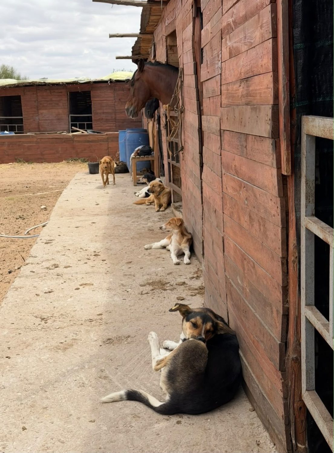 Pourquoi sauver des chiens à Essaouira ?