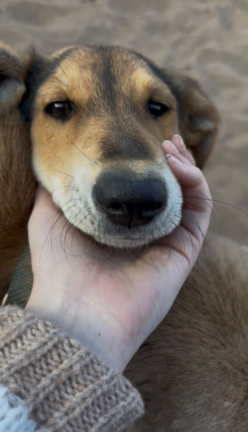 Parrainer un chien à distance : aider un chien au Maroc sans l’adopter