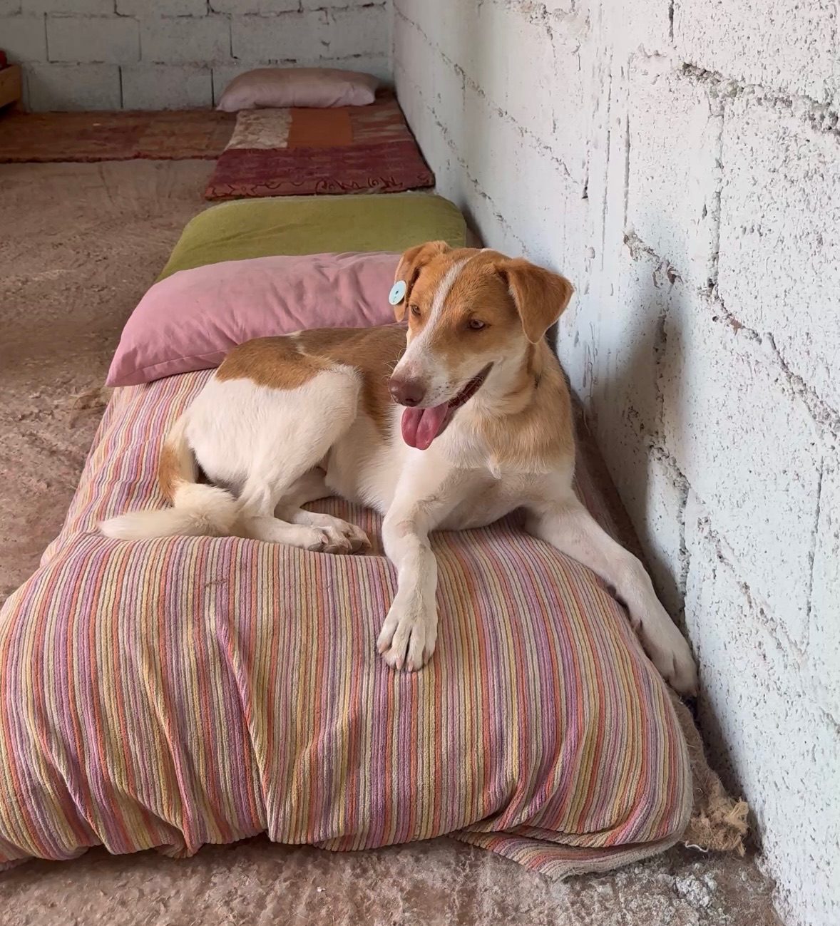 Bloodie, chien sauvé par Wild Sun Rescue