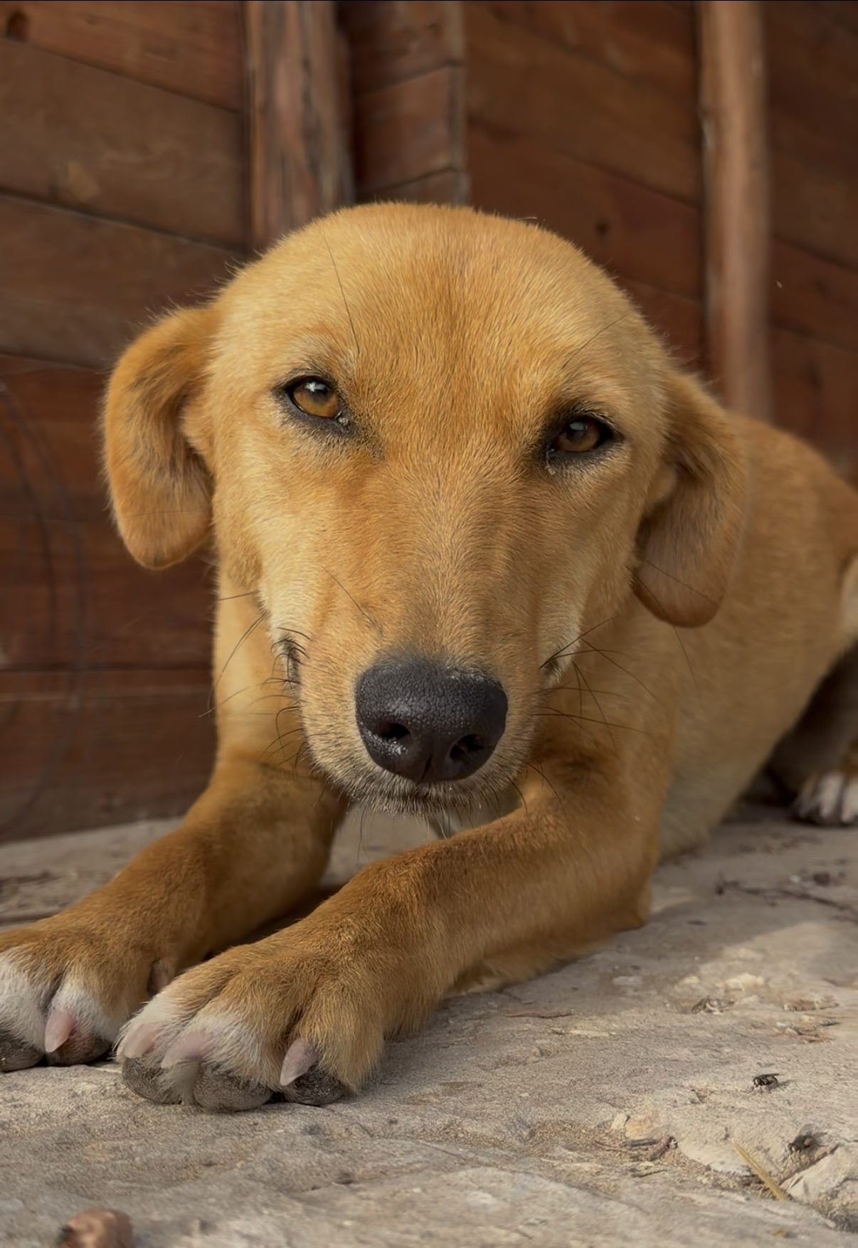 Bonita, chien sauvé par Wild Sun Rescue