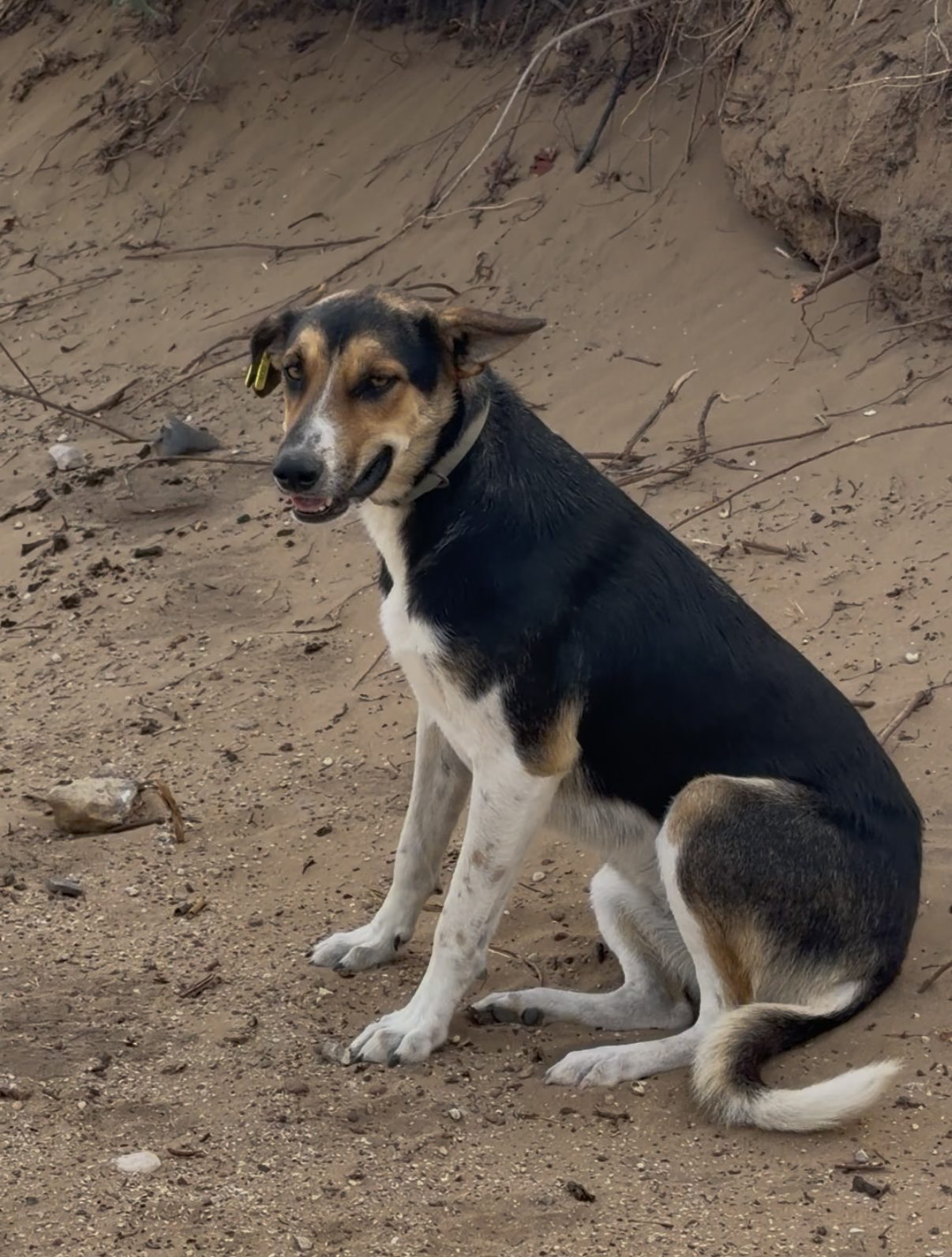 Eva, chien sauvé par Wild Sun Rescue