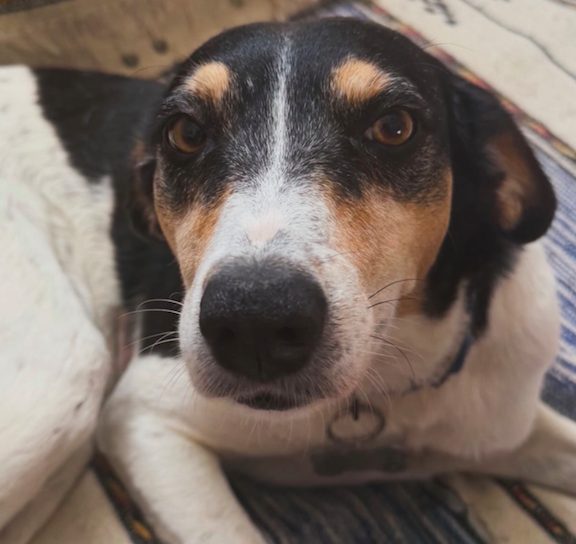 Pepa, chien sauvé par Wild Sun Rescue
