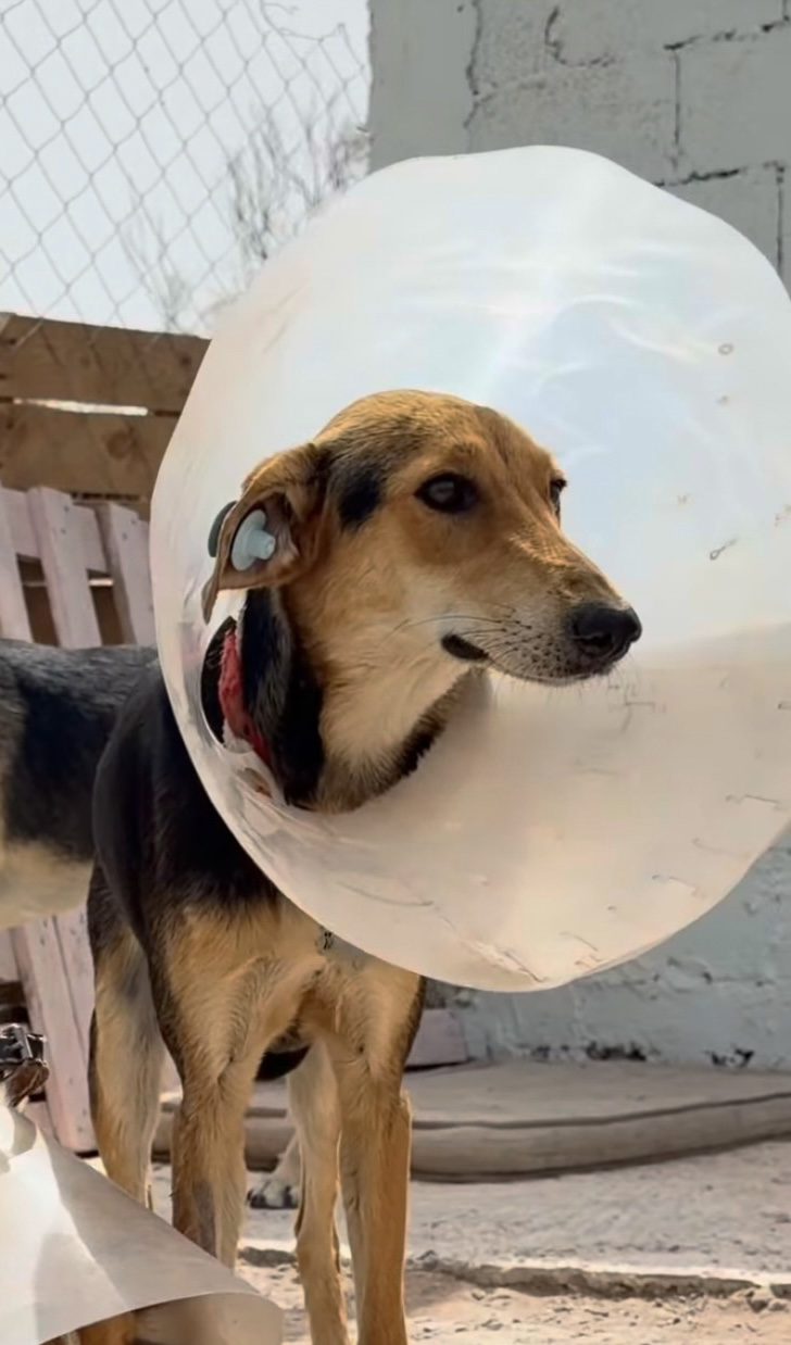 Sun, chien sauvé par Wild Sun Rescue