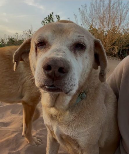 Suso, chien sauvé par Wild Sun Rescue