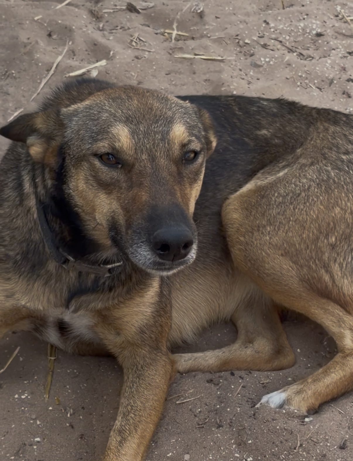 Zwilly, chien sauvé par Wild Sun Rescue
