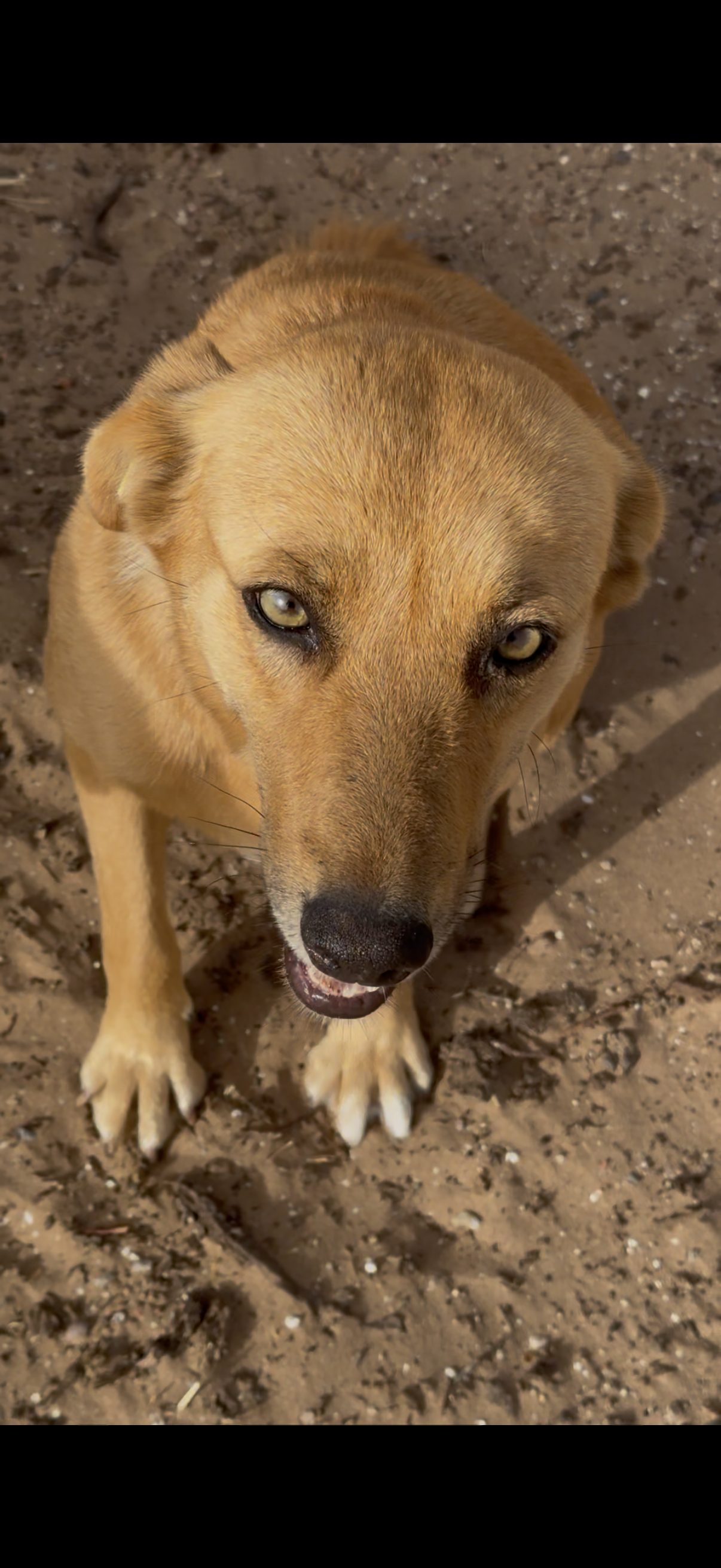 Zwina, chien sauvé par Wild Sun Rescue