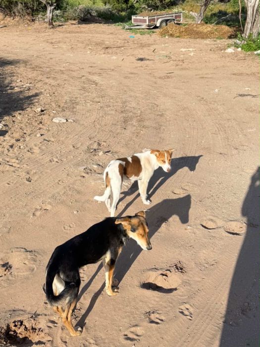 De jeunes chiens sur le sable, au soleil