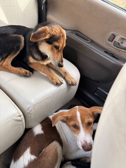 Deux chiens complices, installés pour le voyage