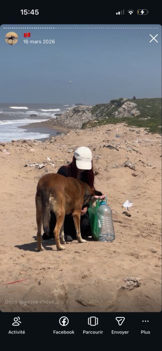 Des chiens parcourent les dunes près d’Essaouira