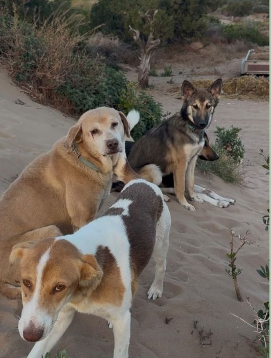 Un groupe de chiens sur un sentier de sable