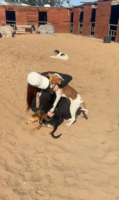 Des chiens jouent ensemble sur le sable