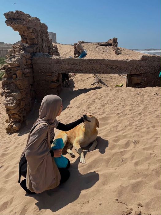 Une bénévole nourrit des chiens parmi les vestiges, face à l’océan