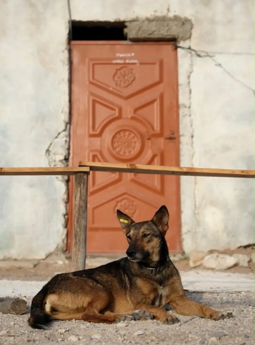 Un chien se repose devant une porte traditionnelle marocaine