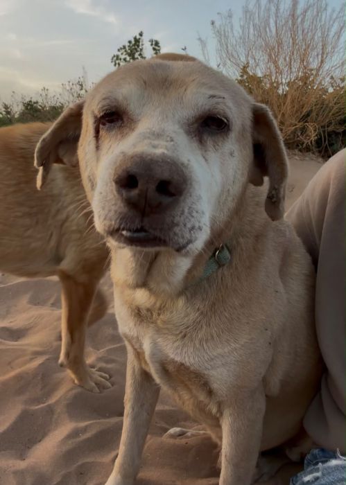 Portrait lumineux d’un chien sur la plage