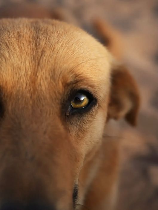 Le regard d’un chien, en gros plan