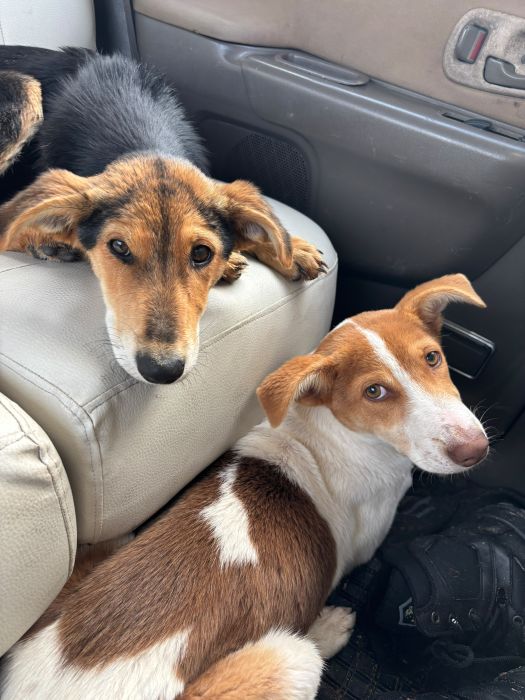 Deux chiens blottis dans la voiture, en route vers leur nouvelle vie