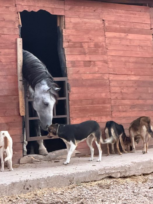 Des chiens attendent sur le seuil d’un bâtiment, au Maroc