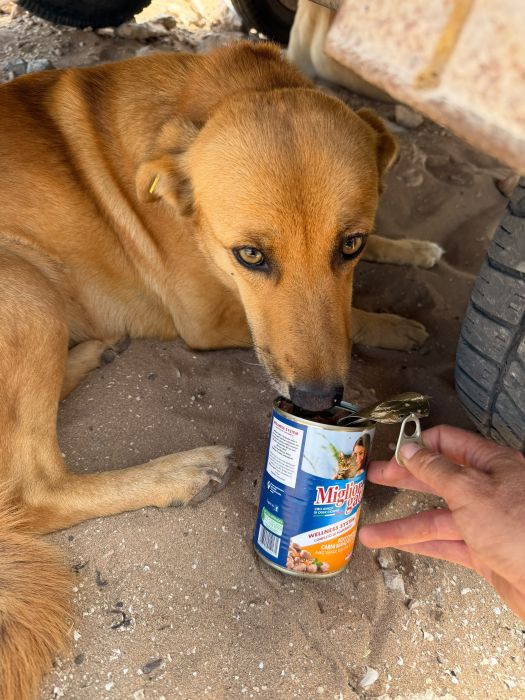 Un chien des rues se désaltère, nourri à la main par un bénévole