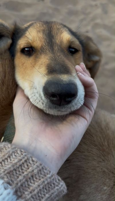 Moment de tendresse : un chien sauvé caressé avec douceur