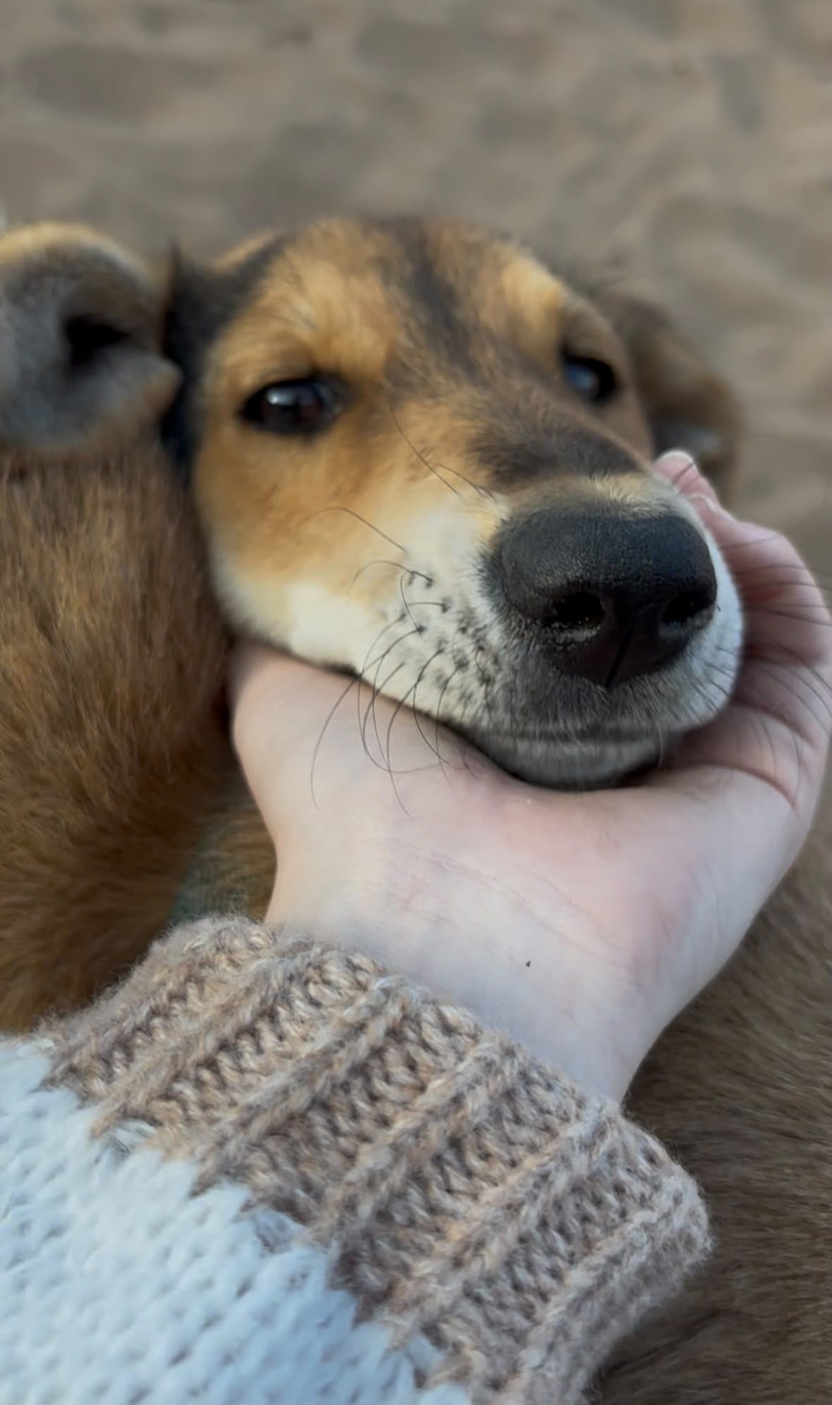 Un chien recueilli par Wild Sun Rescue, câliné dans les bras