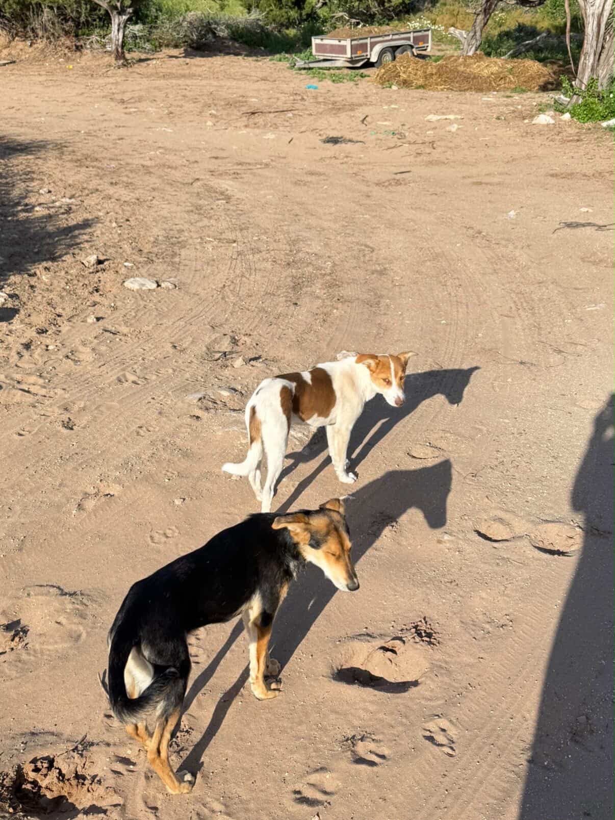 Des chiens recueillis dans la cour, à Essaouira
