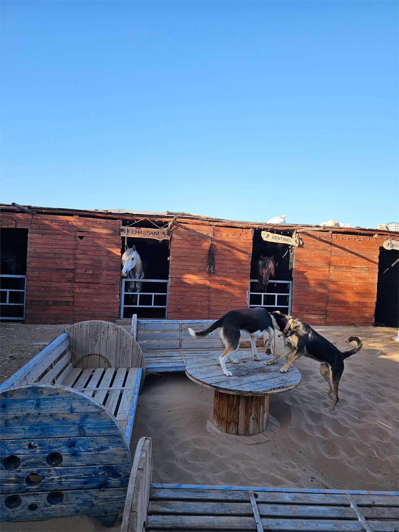 Les écuries de Marta à Essaouira, où vivent les chiens de l’association