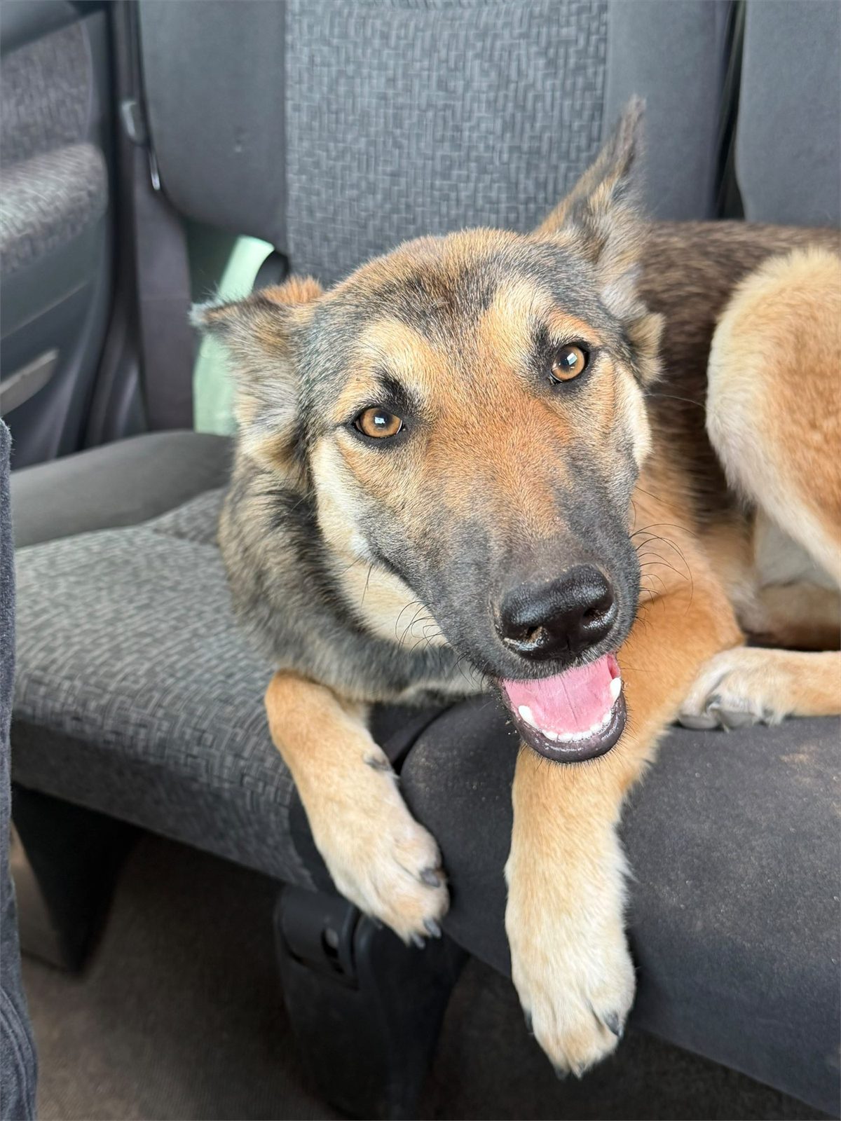 Un chien sauvé, joyeux, en route vers sa nouvelle vie