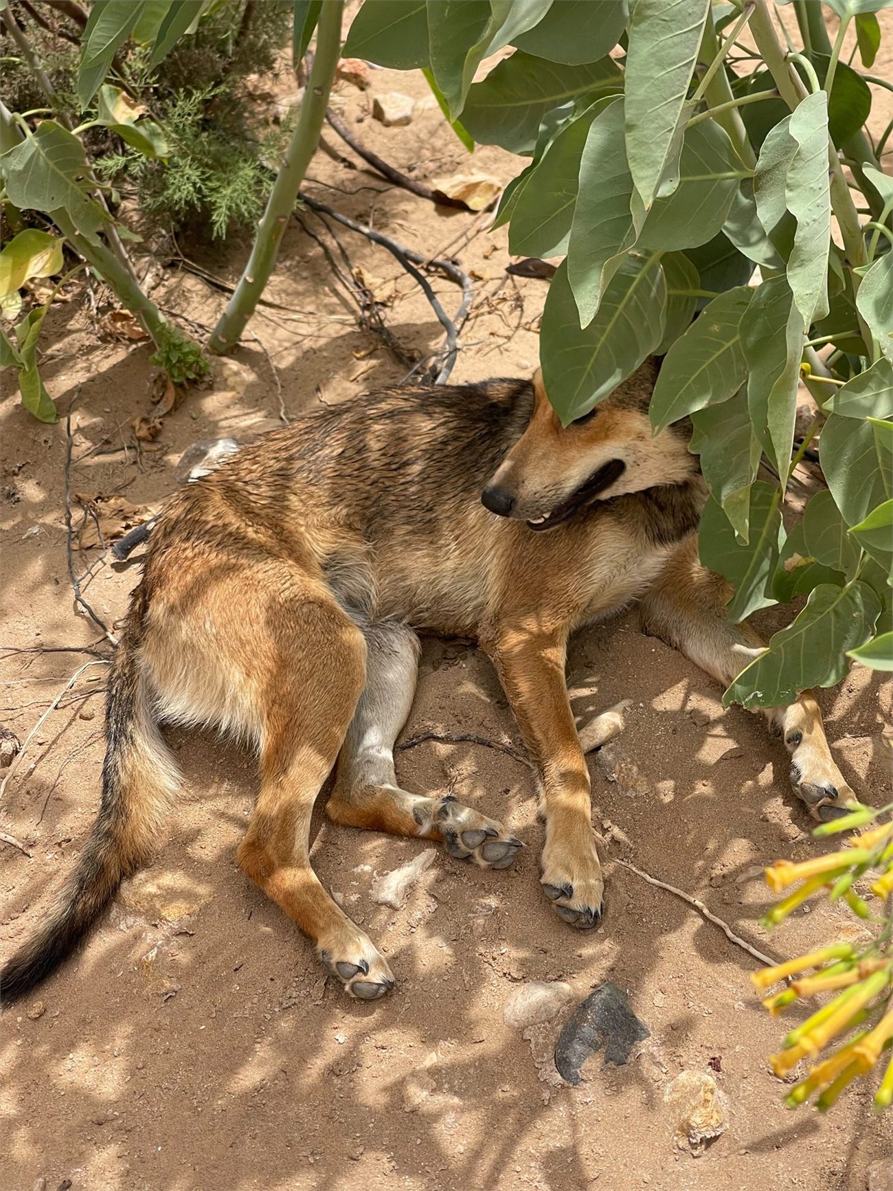Un chien au repos à l’ombre, en sécurité